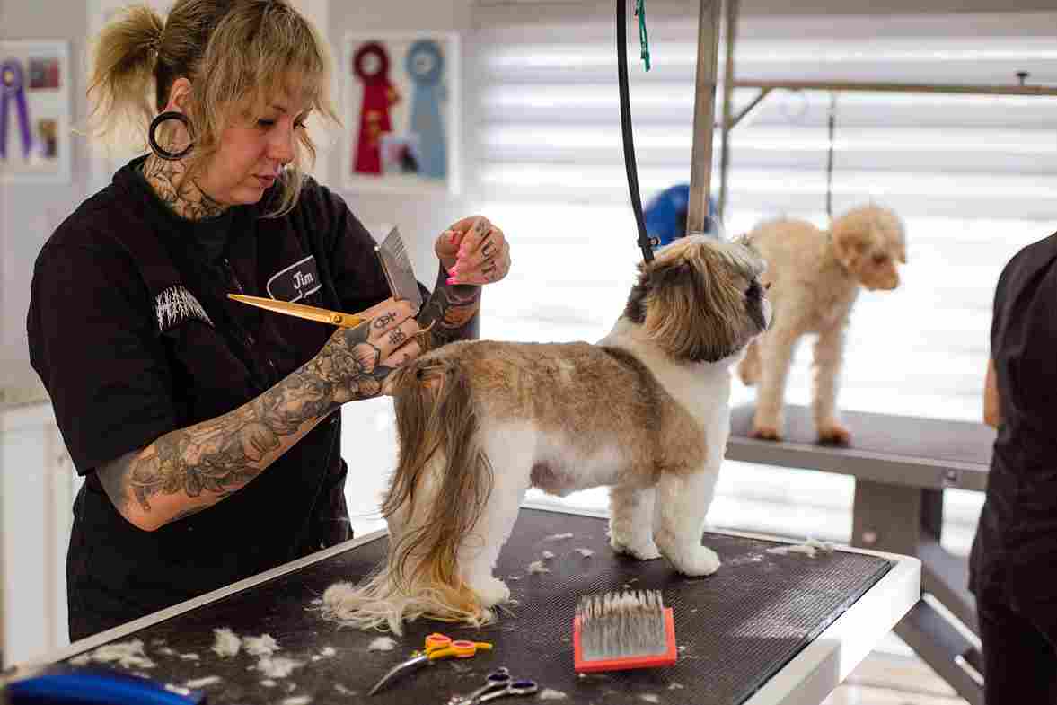Dog Grooming in Salunkhe Vihar & Kondhwa: What to Look for & What We Offer