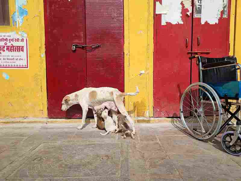 How to Help Stray Dogs in Pune — A Practical Guide from Salome