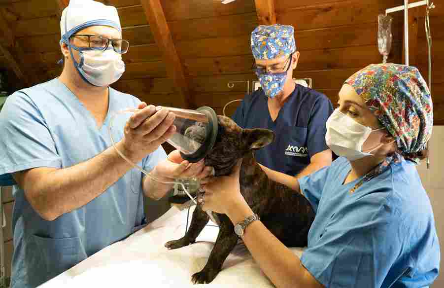 What is Veterinary Pet Food? A Plain-Language Guide for Pune Pet Parents
