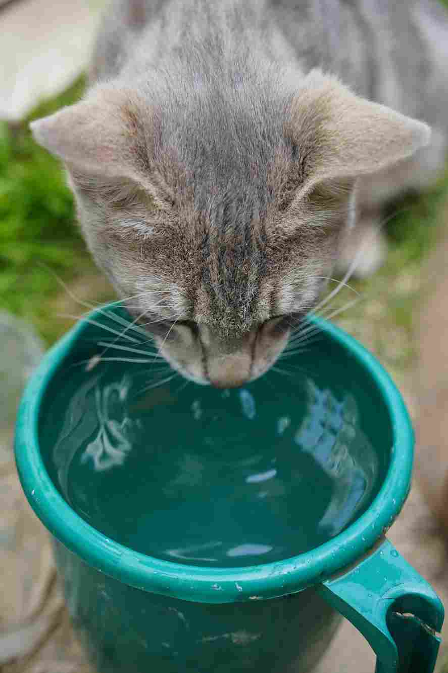 Is Your Cat Getting Enough Water? Dry Food & Dehydration in Pune's Climate