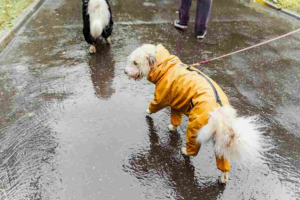 Monsoon Pet Care in Pune: 8 Things Every Dog & Cat Parent Must Do